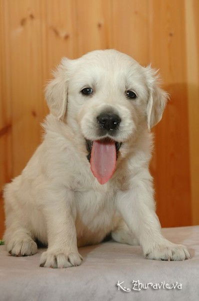 Алексей Саклаков