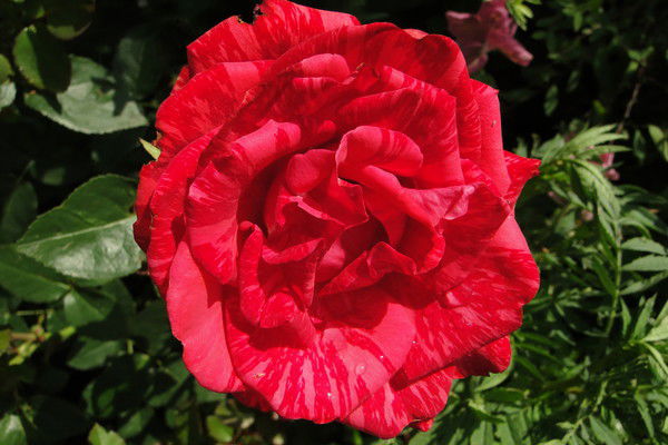 Ирина Бадамова