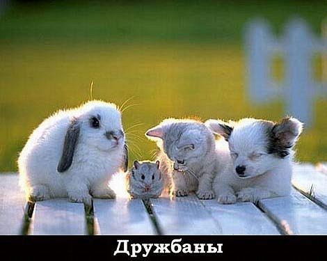 Инесса Чистякова