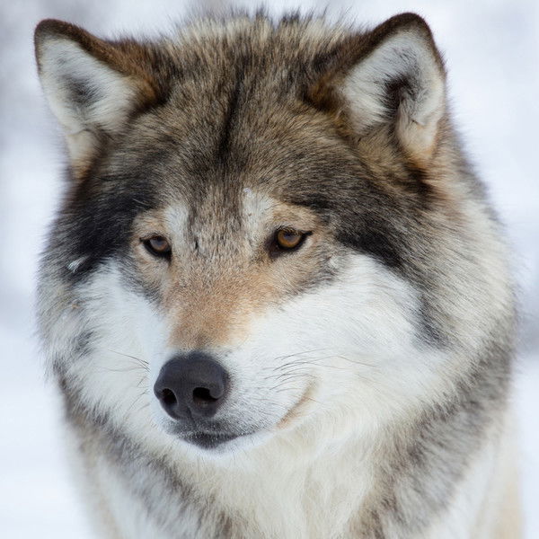 Светлана Pantera