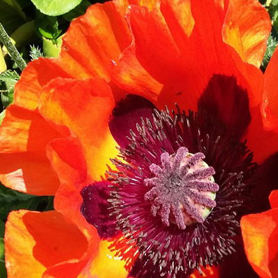 Элина Махмутова