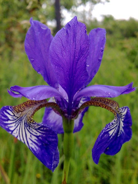 Лариса Старикова