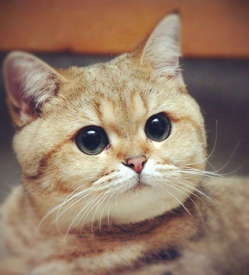 Данил Кузнецов