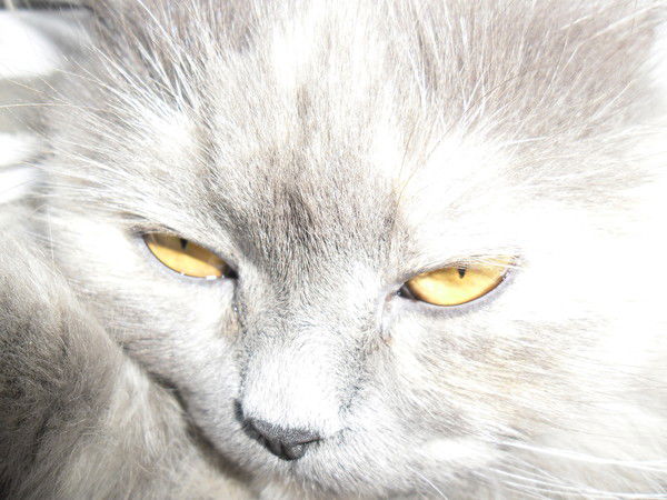 Люся Кошкина