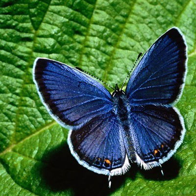 Любовь Антоненко