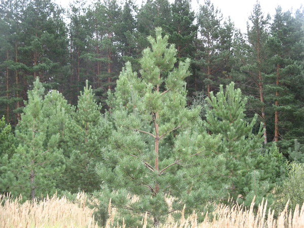 Дания Чуканова