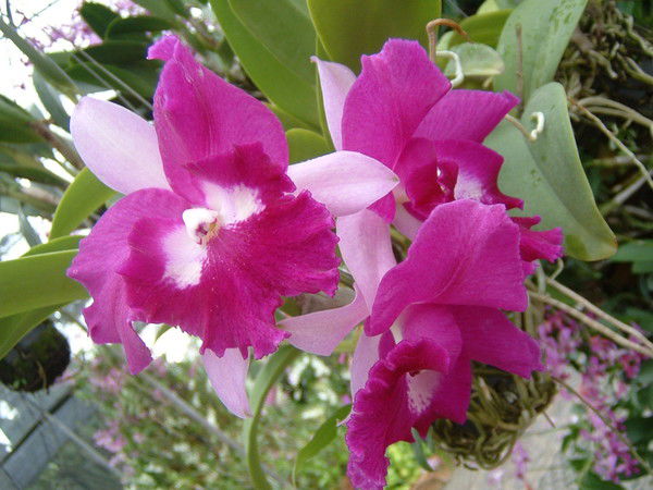 Асия Витальевна Соколова