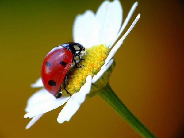 Алия Мифтахова