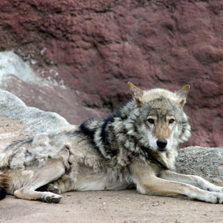 Борис Войтенко