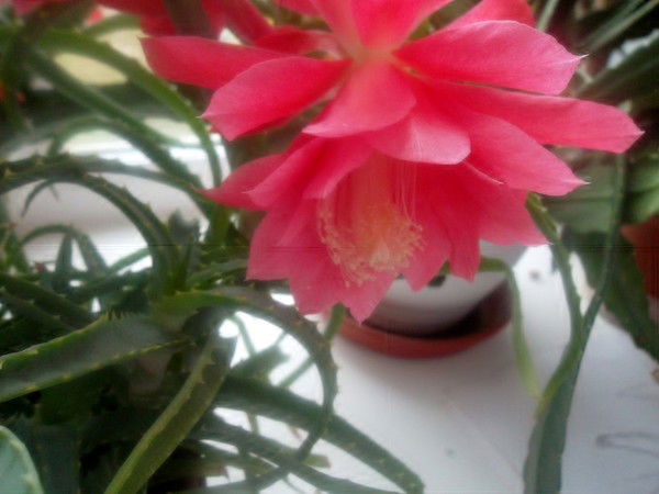 Ольга И Иван Цибусовы