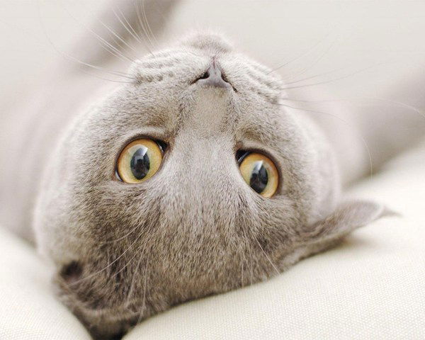 Наталька Смит