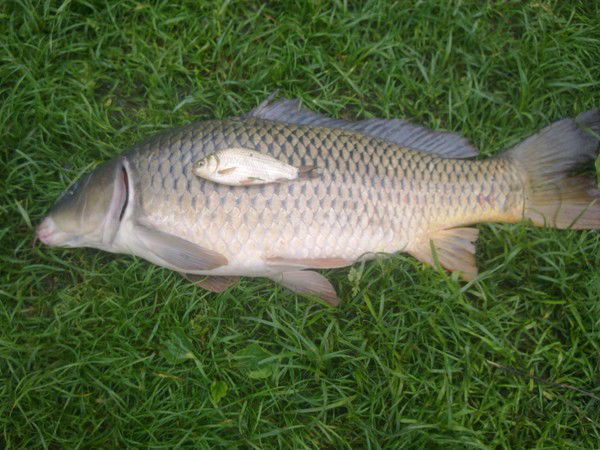 Саня Степанчук