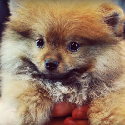 Каролина Кривошея