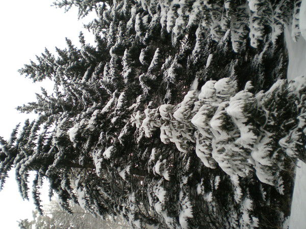 Алия Алишпанова