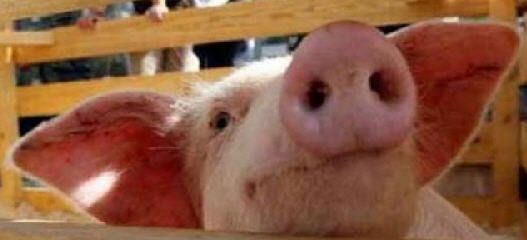 Андрей Шибаев