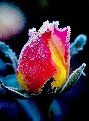 Алёна Гизатулина