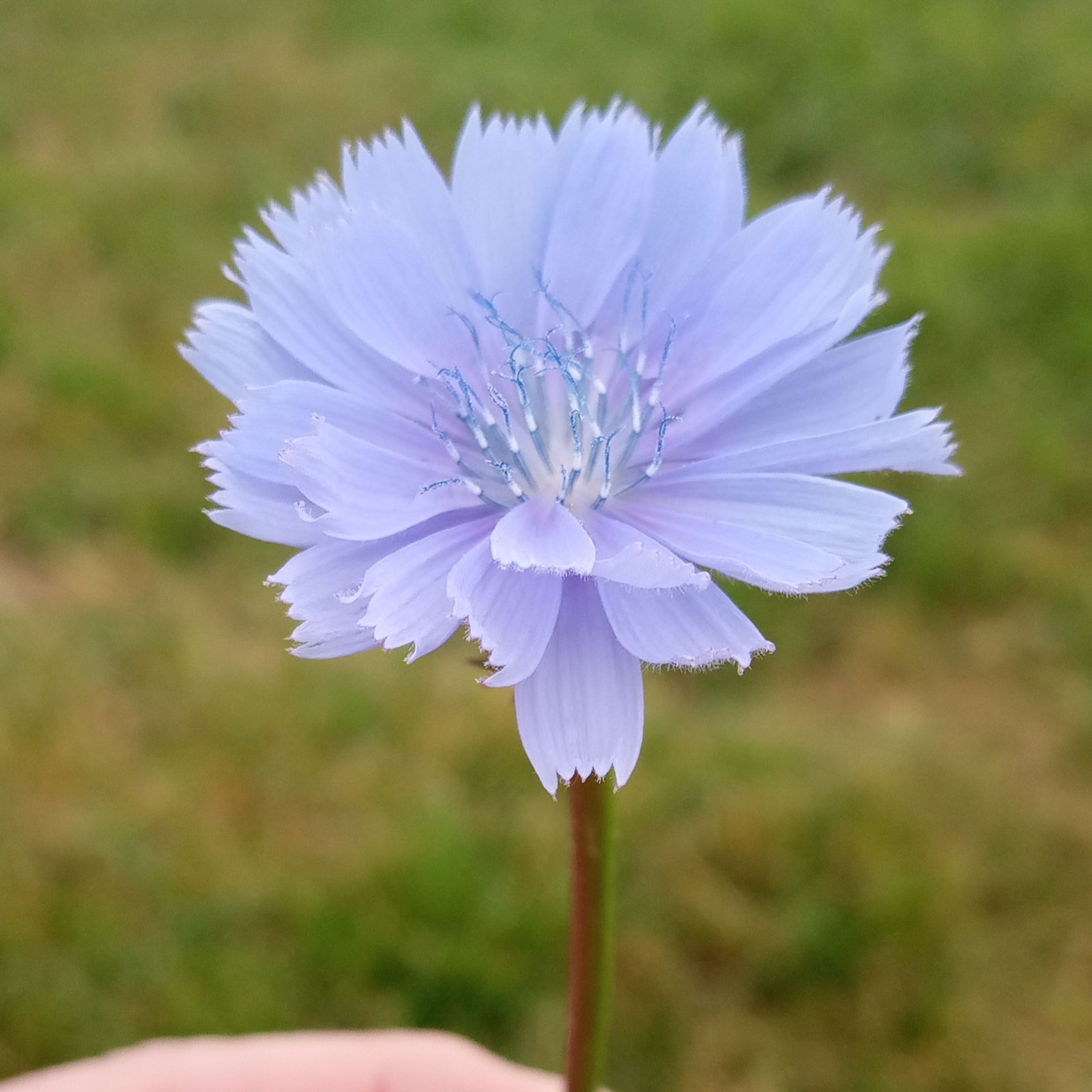 Навсегда Лето