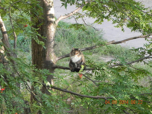 Дмитрий Тиханский