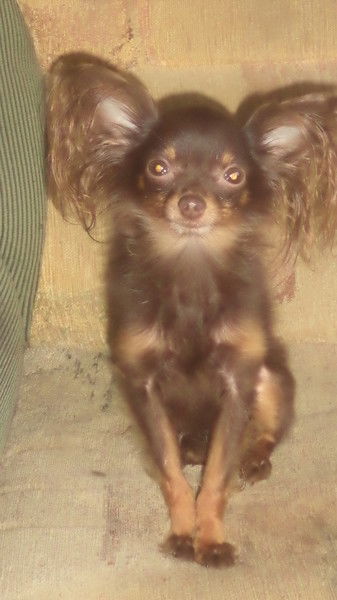 Татьяна Крестьянкина