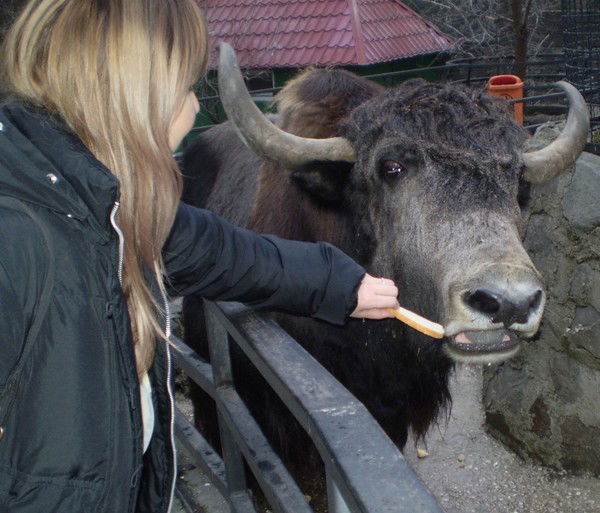 Елена Музыка