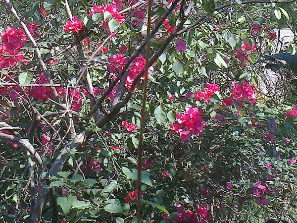 Гуля Ахметсафина