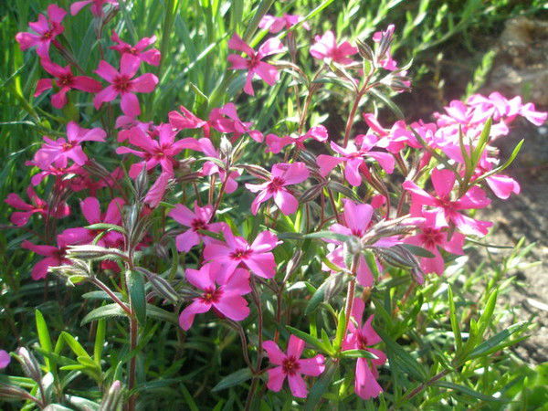 Анжелика Коробчинская