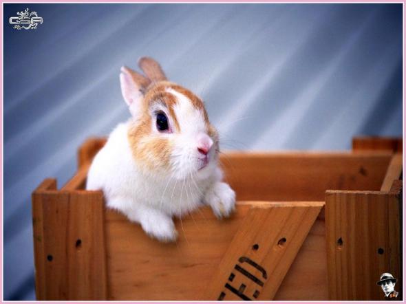 Ирина Емельянова