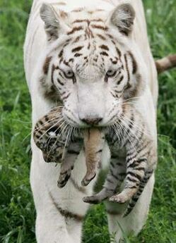 Абакшина Татьяна