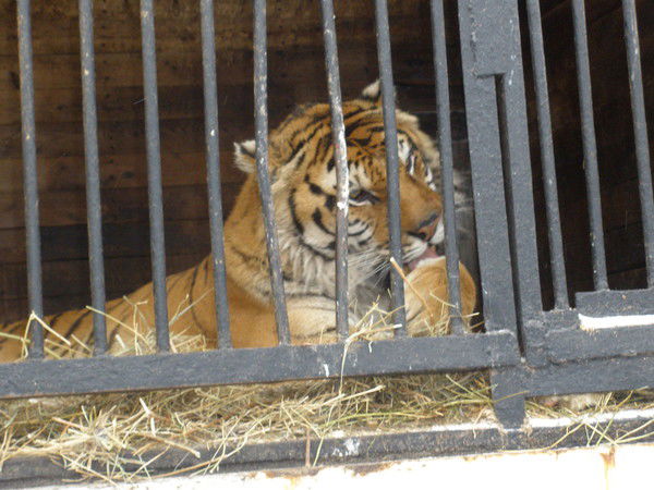 Иван Грозный