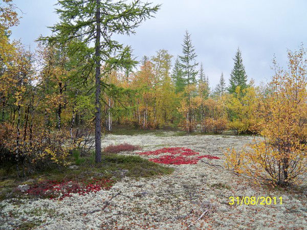 Жэшэ Вапрвапо
