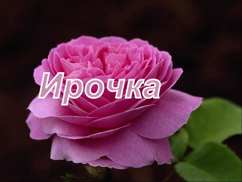 Ирина Согрина