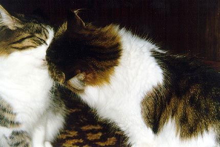 Максим Львов