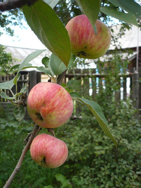 Яппарова Гульсина