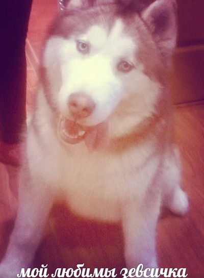 Настя Кручинина