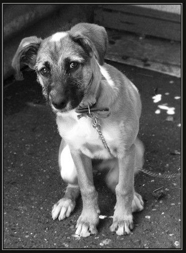 Шеин Владимир