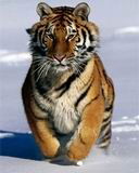 $$N@degda$$ Leontev@