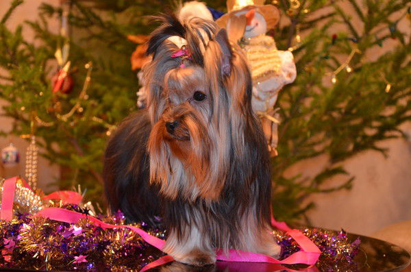 Неизвестно Неизвестно