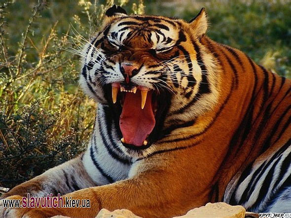 Алексей Бугаев