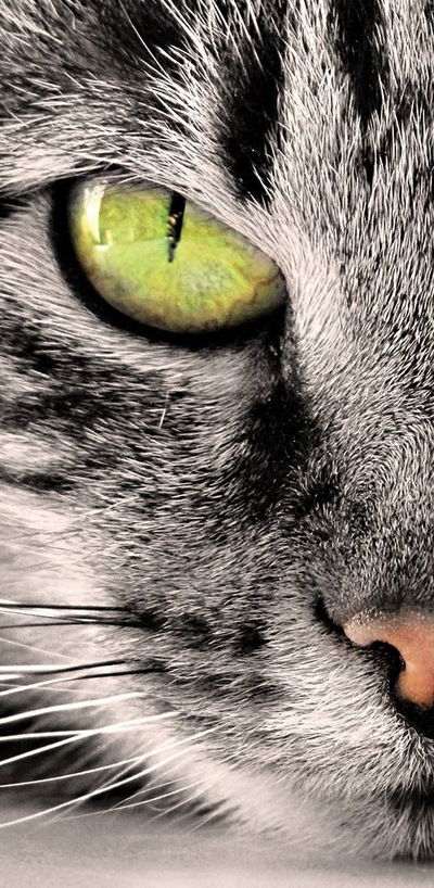 Свой Для-Всех