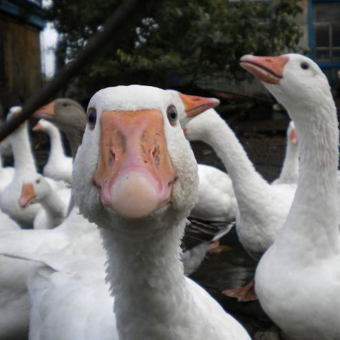 Алексей Чучмарев