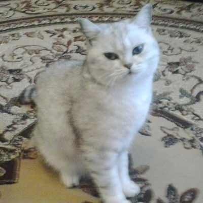 Егор Шаронов