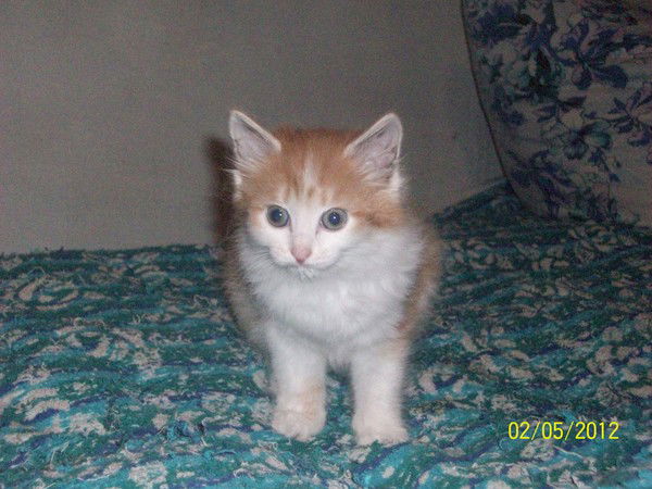 Татьяна Чернова