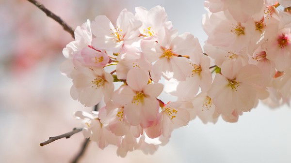 Анна Блошко