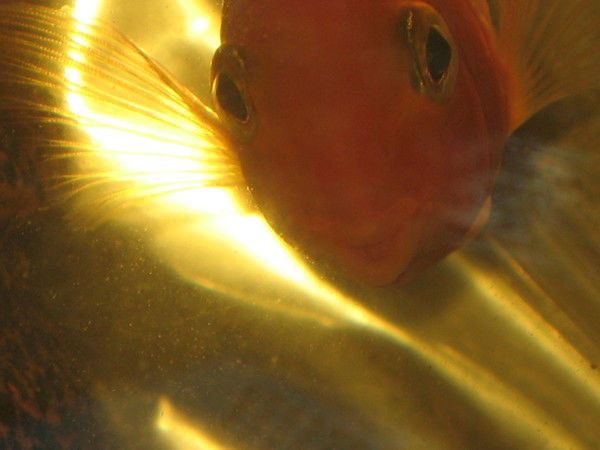 Елена Ольская