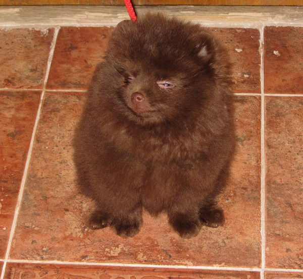 Ольга Осмачкина