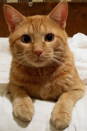 Виктор Кочетыгов