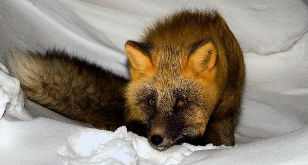 Игорь Мовчан