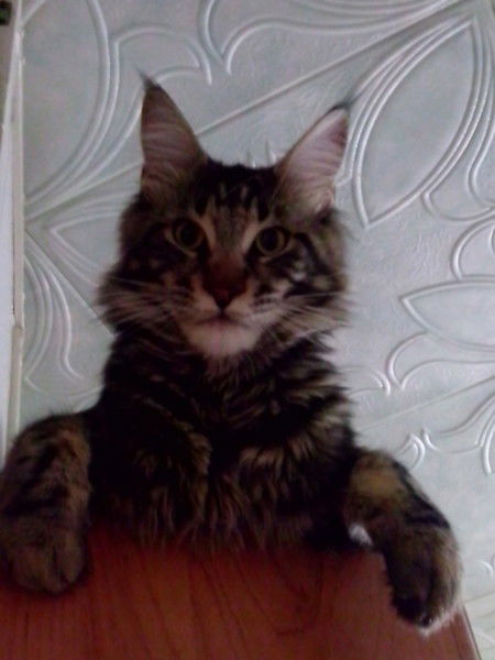 Нариман Такидзе