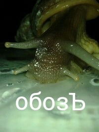 Даниал Нургали