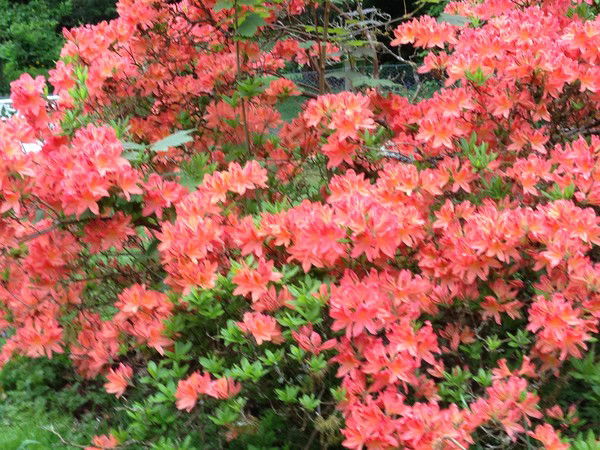 Юлия Белоцерковская